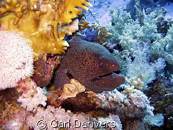 Mr Happy was inside the wreck SS Thistlegorm.Shot with a ... by Carl Danvers 